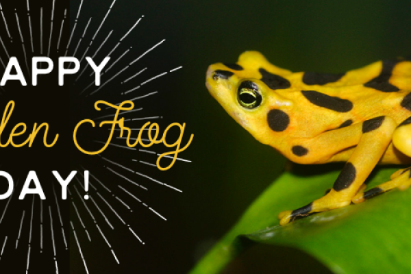 Happy Panamanian Golden Frog Day!